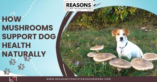 How Mushrooms Support Dog Health Naturally